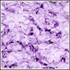 Picture of Lilac Flowers